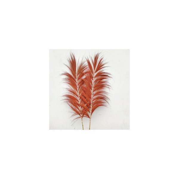 Palmera Coral de Rayung - 1.6m