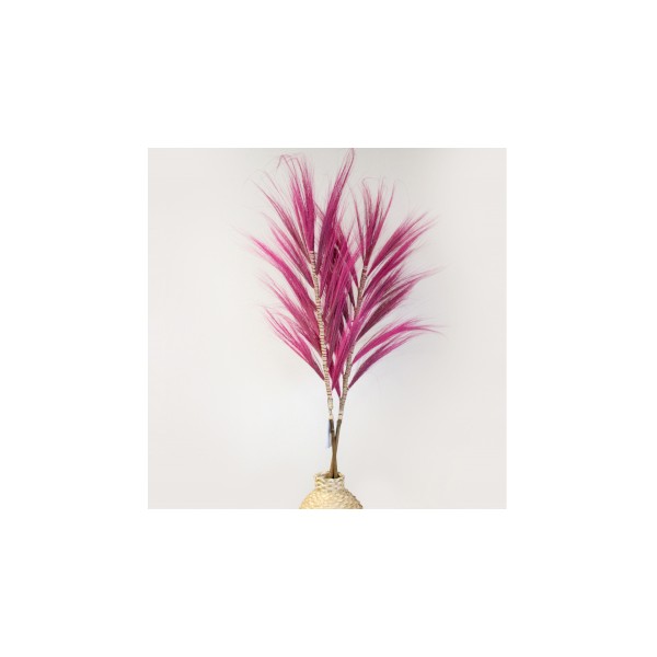 Palmera Rosa de Rayung- 1.6m