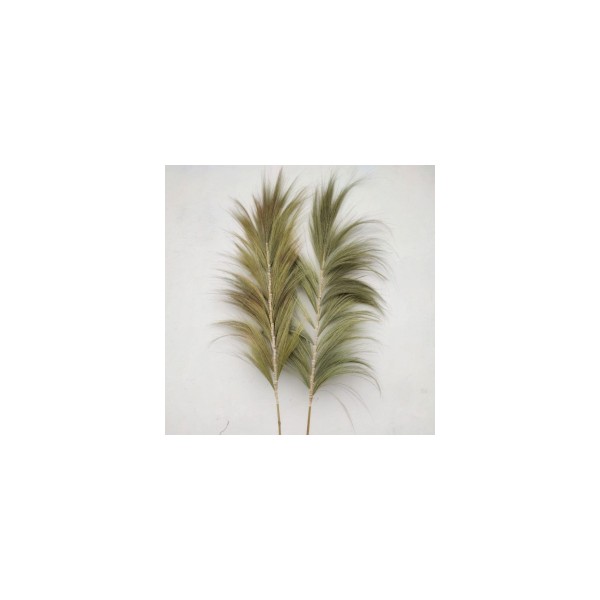 Palmera Natural de Rayung - 2m